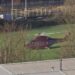 Membro da família real chega a Bradford enquanto o helicóptero pousa no campo da escola