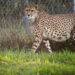 Ninhada de quatro filhotes de chita nasce no Zoológico Front Royal do Smithsonian