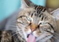 Nova SpayMart Thrift Store ajuda a financiar cuidados para gatos sem-teto | Entretenimento/Vida