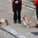 O que acontece com os corgis da Rainha Elizabeth após a destituição real de André?