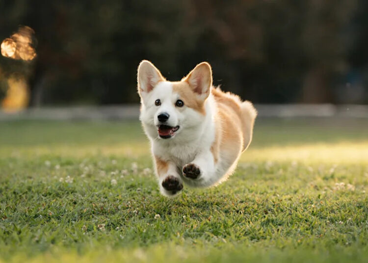 O que acontece com os corgis da Rainha Elizabeth quando Andrew deixa Royal Lodge