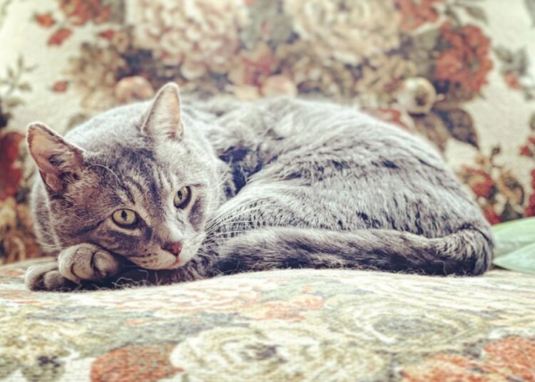Senhora dos gatos, amante da música e conhecedora de fitas mistas: Conheça o novo diretor artístico do NNLFB