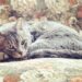 Senhora dos gatos, amante da música e conhecedora de fitas mistas: Conheça o novo diretor artístico do NNLFB
