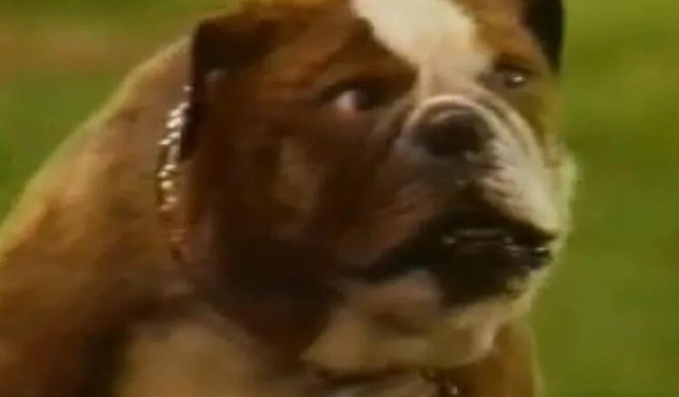 Todo mundo adora a sitcom fracassada de Raymond Star sobre um policial reencarnado como um cachorro é lendário