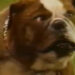 Todo mundo adora a sitcom fracassada de Raymond Star sobre um policial reencarnado como um cachorro é lendário