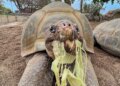 Vovó, a tartaruga, a moradora mais antiga do zoológico de San Diego, morre aos 141 anos