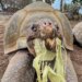 Vovó, a tartaruga, a moradora mais antiga do zoológico de San Diego, morre aos 141 anos