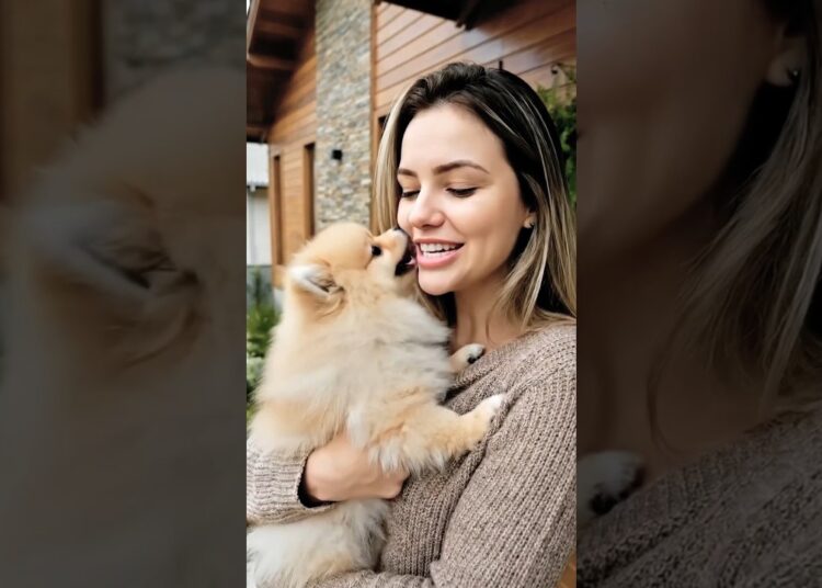 👑 Lulu da Pomerânia: De Cão de Trenó a Pet da Realeza (Por Que Ele É Tão Fofo?)