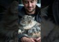 Gato Persa: la realeza del mundo felino 👑😺 | Razas de Gato
