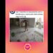 a #jojotodynho com medo da barata 😂😂#fofocas