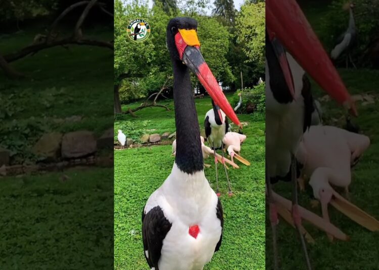 Cegonha-bico-de-cela: a realeza das águas africanas! #animaisselvagens #birds #aves #passaros