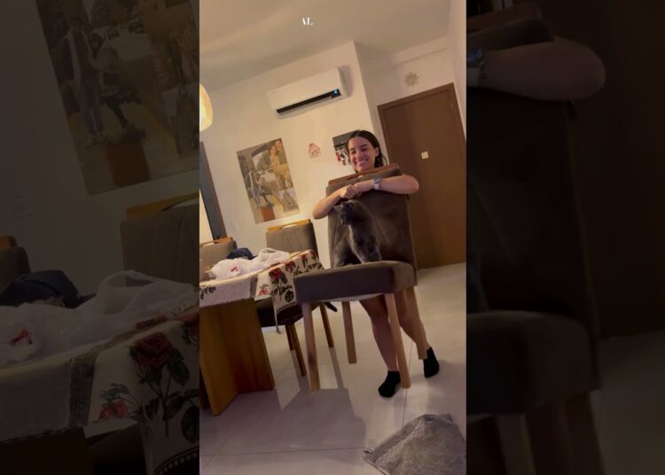 REALEZA FELINA: gata é carregada em cadeira como verdadeira rainha