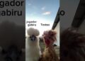 Testao e sua amiguinha curtindo as fofocas! @polianasouzaS2 @Jeruzaoficial