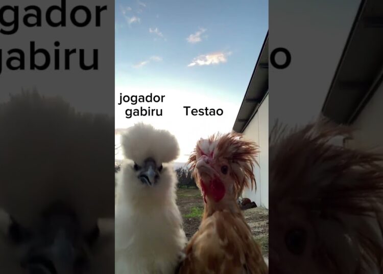 Testao e sua amiguinha curtindo as fofocas! @polianasouzaS2 @Jeruzaoficial