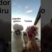 Testao e sua amiguinha curtindo as fofocas! @polianasouzaS2 @Jeruzaoficial