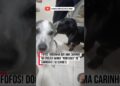 O doguinho contando as fofocas e ela ouvindo tudo #pets #petlover #cachorro #humor #cachorros