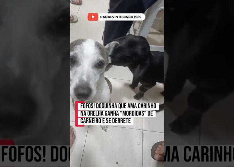 O doguinho contando as fofocas e ela ouvindo tudo #pets #petlover #cachorro #humor #cachorros