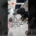 O doguinho contando as fofocas e ela ouvindo tudo #pets #petlover #cachorro #humor #cachorros