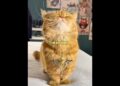 This Cat Wore Jewelry For The First Time And Became Royalty 👑✨ #shorts