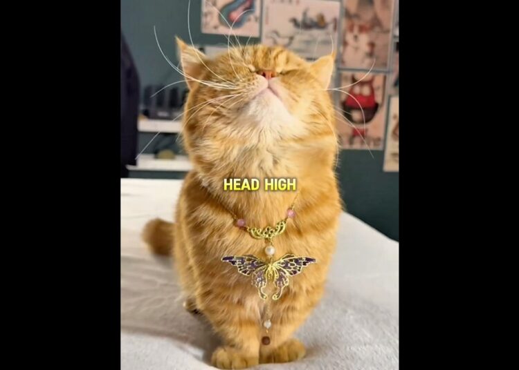 This Cat Wore Jewelry For The First Time And Became Royalty 👑✨ #shorts