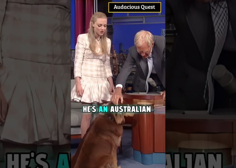 Amanda Seyfried’s Dog Has Many Talents | Shorts #AmandaSeyfried