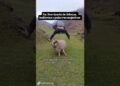 DESVIANDO DE FOFOCAS, INDIRETAS E PALAVRAS NEGATIVAS #renanchaves