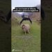 DESVIANDO DE FOFOCAS, INDIRETAS E PALAVRAS NEGATIVAS #renanchaves