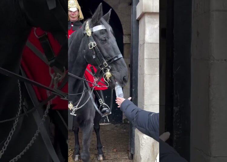 HE WANT WATER♥️#kingsguard #buckinghampalace #horse #tourist #giggles #laugh #respect #realeza #army