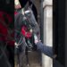 HE WANT WATER♥️#kingsguard #buckinghampalace #horse #tourist #giggles #laugh #respect #realeza #army