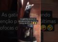 Últimas fofocas de 2025…as gatinhas não perdem nenhum detalhe 🤪😜😝 Fofoqueira 9
