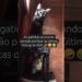 Últimas fofocas de 2025…as gatinhas não perdem nenhum detalhe 🤪😜😝 Fofoqueira 9