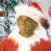 Você assiste ao Grinch todo mês de dezembro? Faça nosso teste