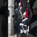 DO YOU MISS HIM🥰#realeza #peterellis #royalguard#respect #kingsguard #shorts #military #royalfamily