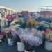Desde madrugada. Mais de 100 vendedores estão oferecendo rosas a partir de US$ 1,75 no Mercado América desde segunda-feira, 29 de dezembro.