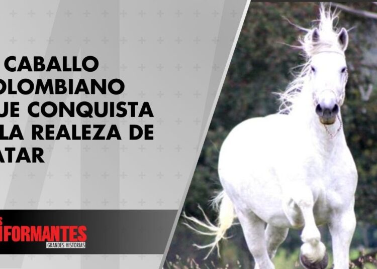 Pay Per View, el caballo colombiano que llegó a la realeza de Catar: ¿Cómo fue? – Los Informantes