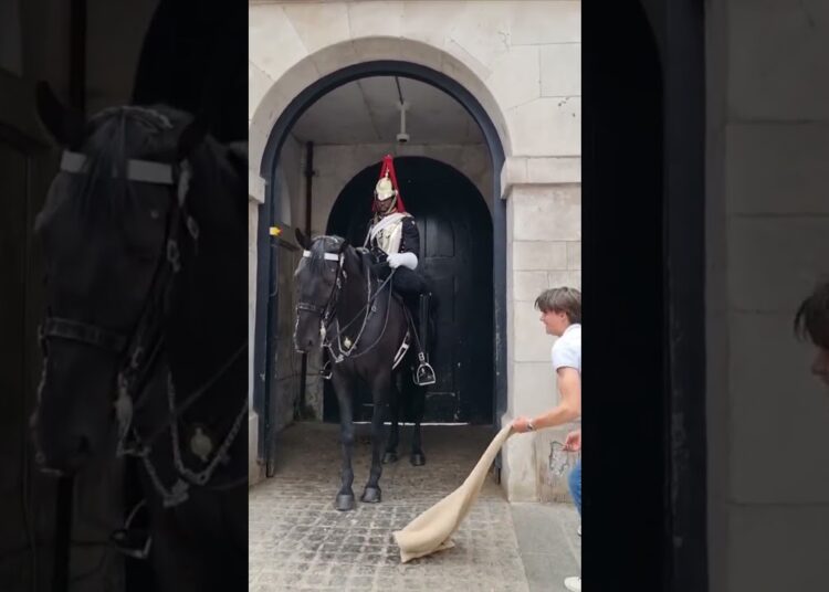 BEWARE HORSE MAY KICK OR BITE#horseguards #realeza #buckinghampalace #kingsguard #shorts #tourist