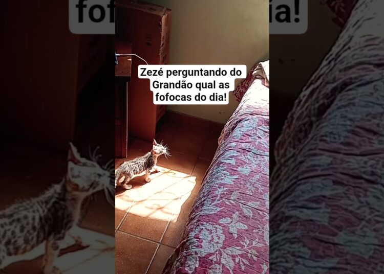 Zezé quer saber das fofocas dia vizinhos com o grandão
