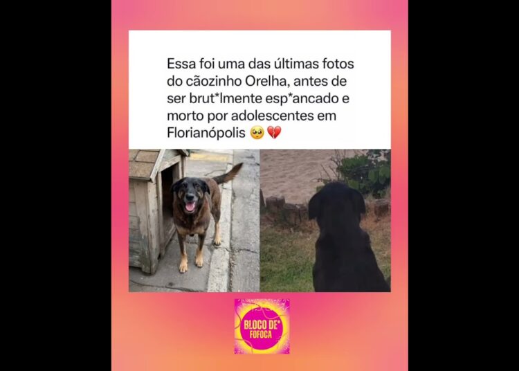 Que tristeza 😢💔#florianópolis #caoorelha #noticias #fofocas