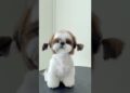 ESSE É O CACHORRO DA REALEZA!!