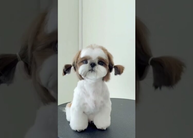 ESSE É O CACHORRO DA REALEZA!!