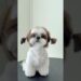 ESSE É O CACHORRO DA REALEZA!!