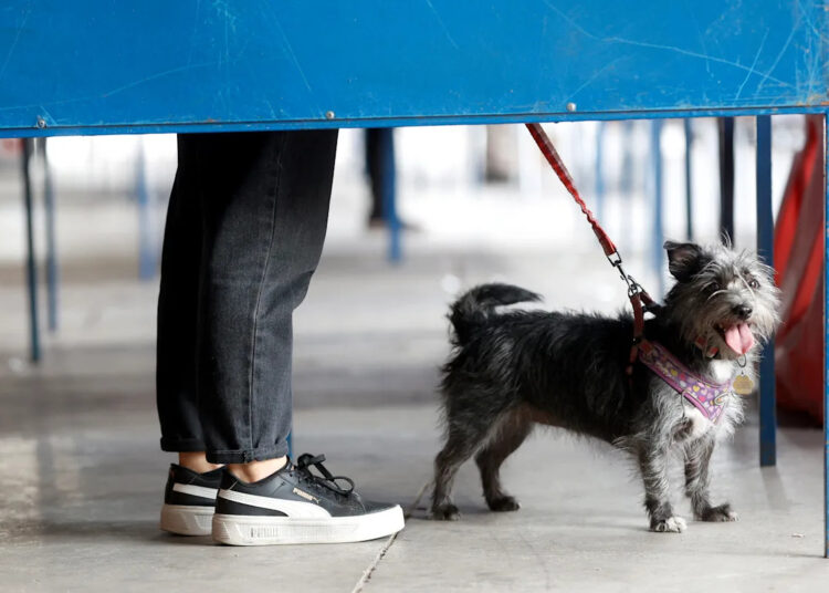 Cães adotivos nomeados em homenagem a estrelas de 'rivalidade acalorada' entram adoravelmente no personagem