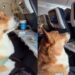 Cão de serviço desfruta de entretenimento a bordo em vídeo viral