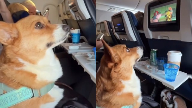 Cão de serviço desfruta de entretenimento a bordo em vídeo viral