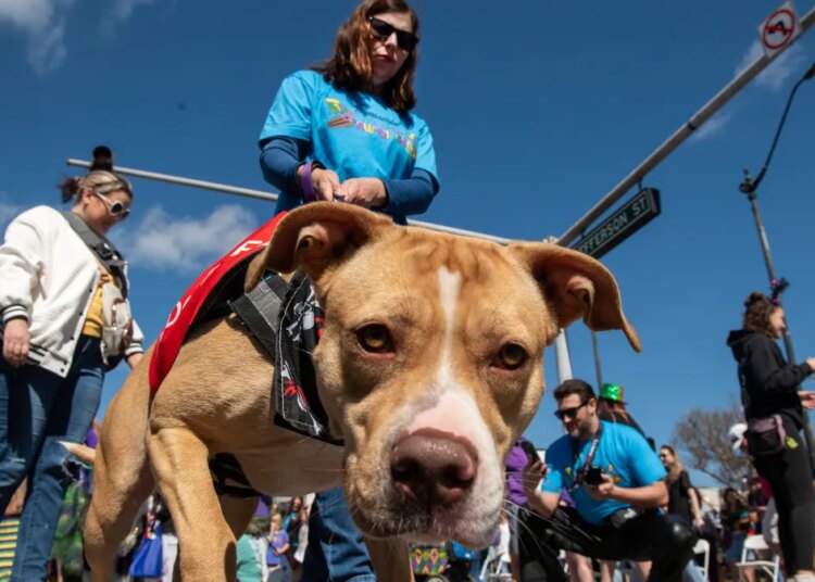 Coisas para fazer em Pensacola Pawdi Gras; Circo das Grandes Páginas; Mundo dos Dinossauros