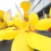 Desfile de Ano Novo traz cor à capital