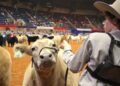 Experimente diversão e entretenimento no Fort Worth Stock Show & Rodeo