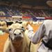 Experimente diversão e entretenimento no Fort Worth Stock Show & Rodeo