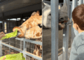 Meghan Markle alimenta uma girafa enquanto a Duquesa de Sussex leva o Príncipe Archie em uma doce viagem ao zoológico