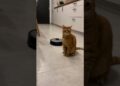 Gato Realeza Sobre Robô Aspirador